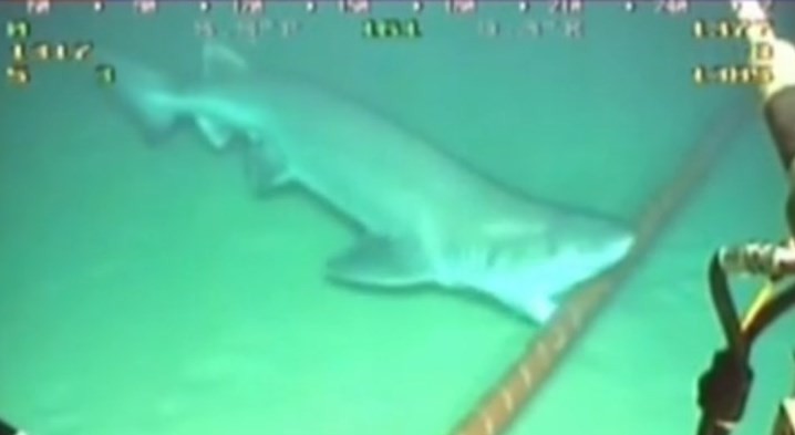 Shark biting on undersea fiber optic cable
