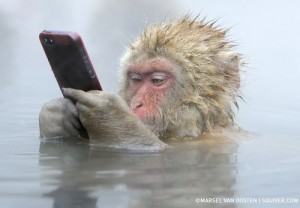 Animal with Mobile phone